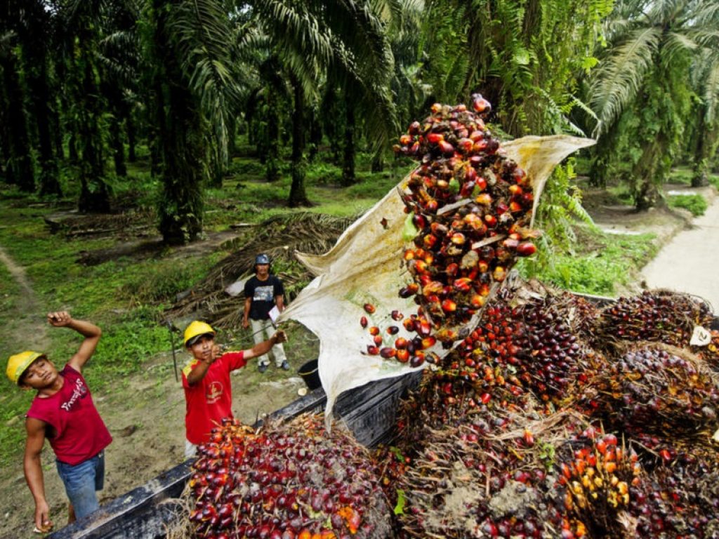 olio di palma sfruttamento