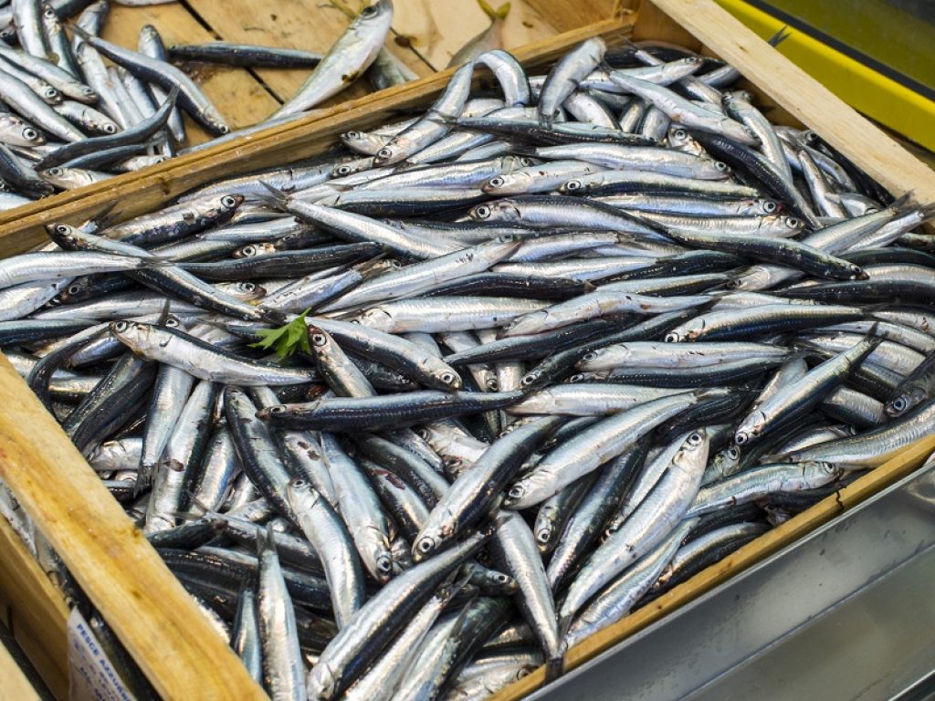 pesce pescato pesce azzurro