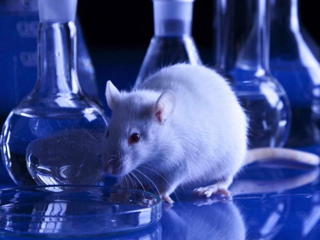 animali ricerca scientifica sperimentazione animale