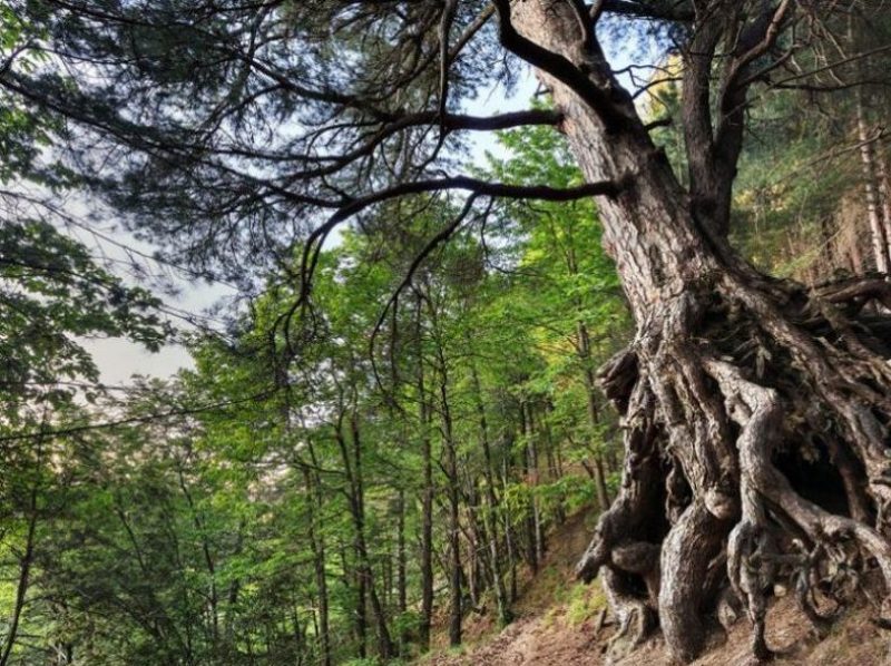 Ecosistema Sila candidato nel 2019 al Patrimonio UNESCO