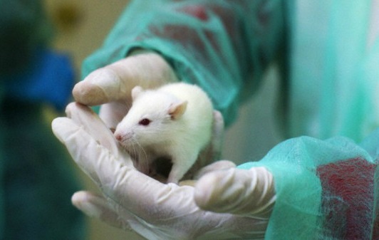 Un nuovo metodo potrebbe consentire ai ricercatori di sapere in anticipo se la riproduzione di una malattia in animali di laboratorio è sufficientemente affidabile