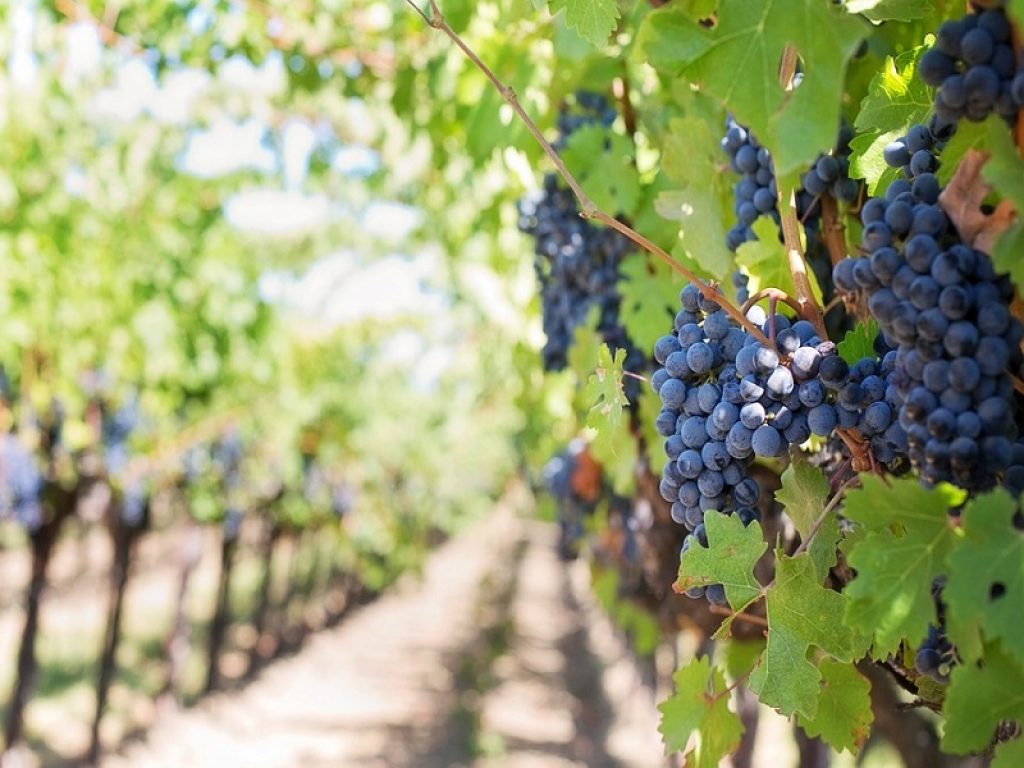 sostenibilità vino vigna produzione aziende agricole