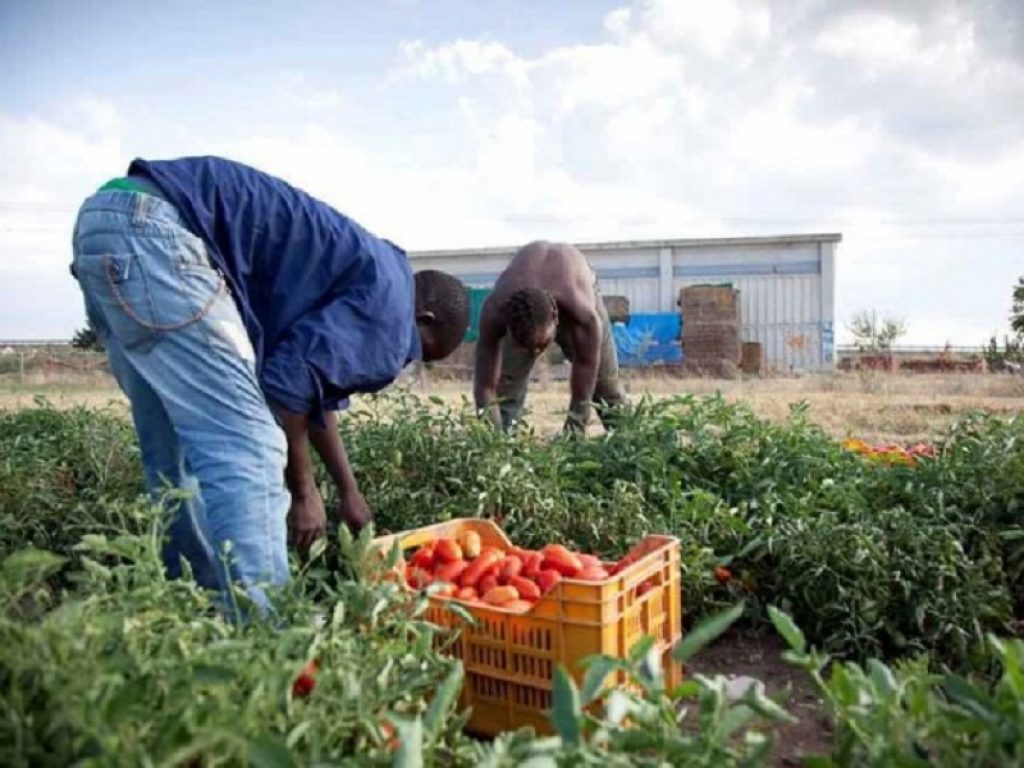 Al via la raccolta del pomodoro in Italia: il Nord parte prima e anticipa il Sud anche per effetto del meteo pazzo