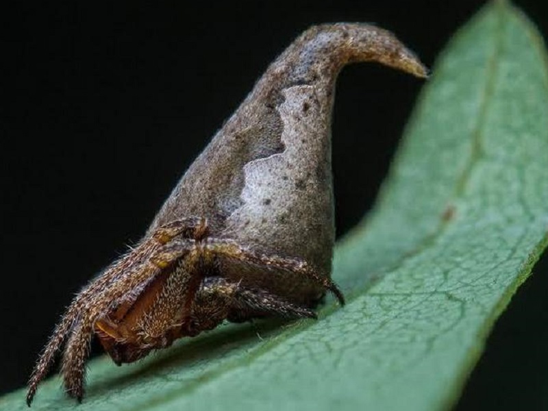 dieci nuove specie viventi 2017