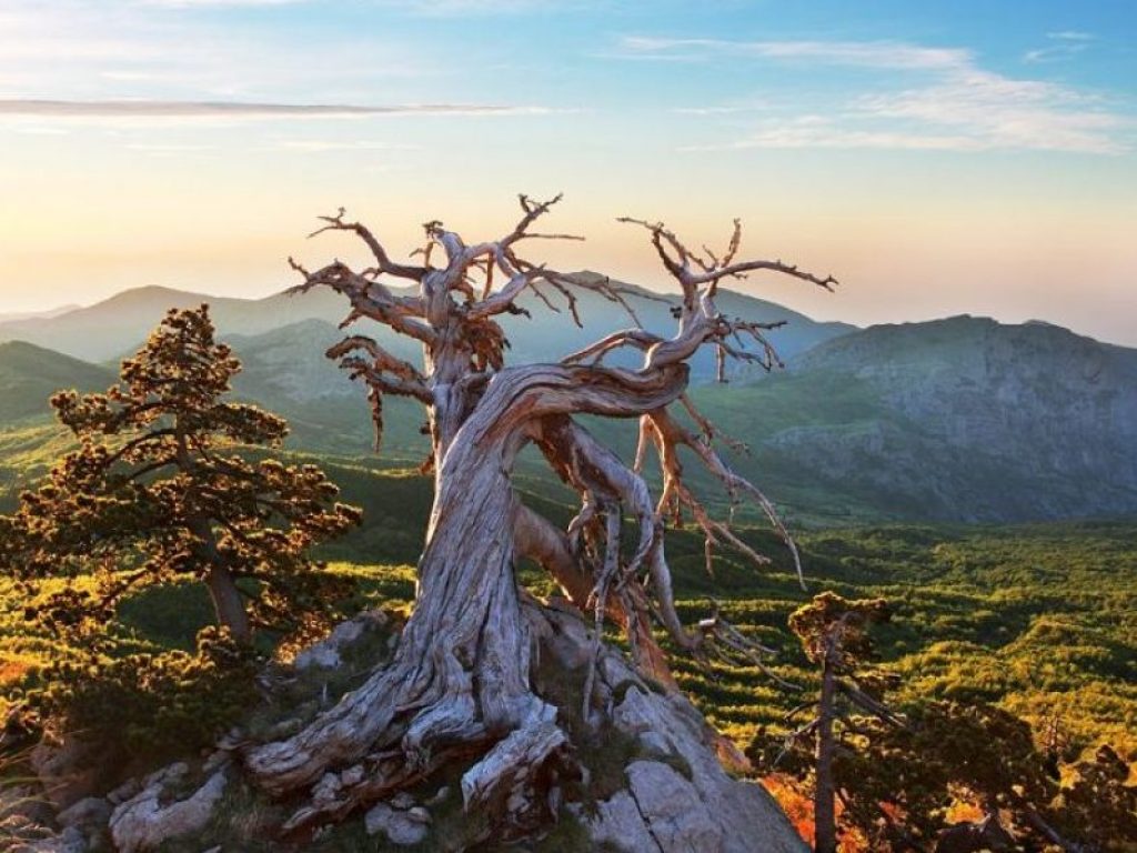Il Cnr monitora la salute dei boschi lucani: partita la prima campagna di rilievi in situ, prevista nell’ambito del progetto Pon "OT4CLIMA"