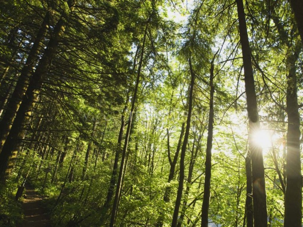 Le foreste che crescono in climi più caldi sono più efficienti nell’assorbire carbonio e produrre biomassa secondo una ricerca
