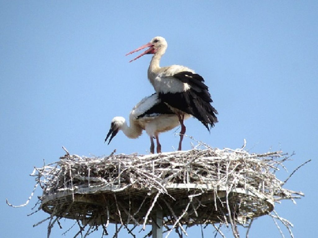 nido cicogna bianca il calice
