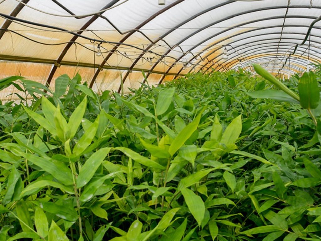 bambù italia piantagioni coltivazione