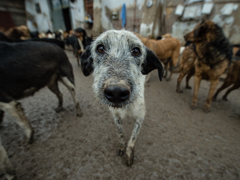 Queen, american staffordshire terrier di quasi sette anni, dopo 1429 giorni ha lasciato il rifugio Enpa di via San Damiano a Monza