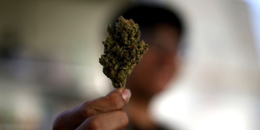 Per il referendum sulla cannabis legale raccolte 100mila firme in 24 ore. Della Vedova: "Mobilitiamoci tutti e l’Italia potrà fare da apripista in UE"