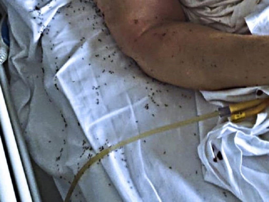 formiche letto ospedale san paolo napoli lorenzin ispettori nas malasanità