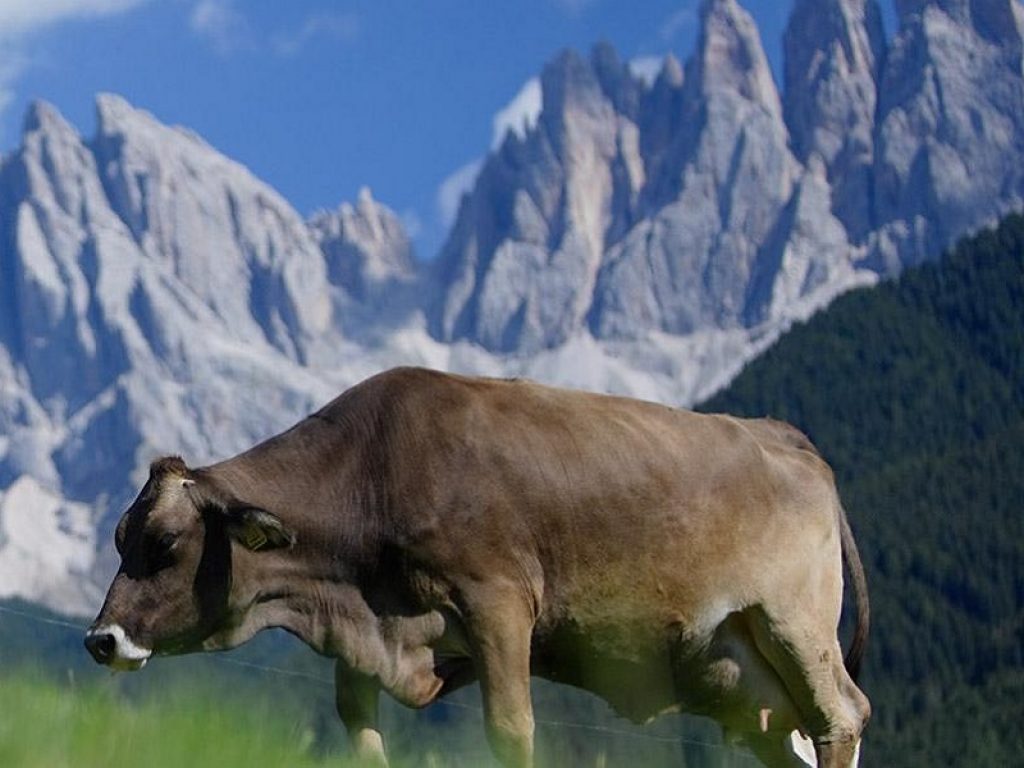 marchio prodotti di montagna