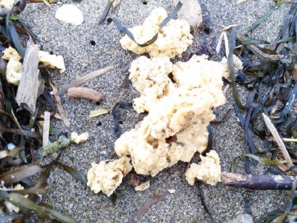 schiume sintetiche mare toscana