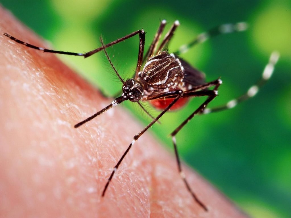 Fuggire dalle zanzare è impossibile: tre segnali prodotti inconsapevolmente e naturalmente dall’uomo, secondo una ricerca scientifica, le attirano