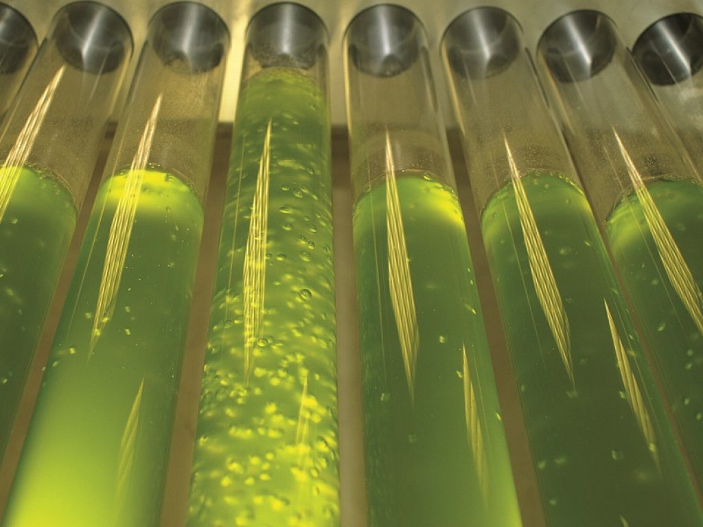 microalghe progetto enea