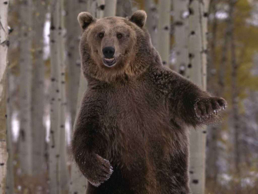 orso caccia trentino oggi