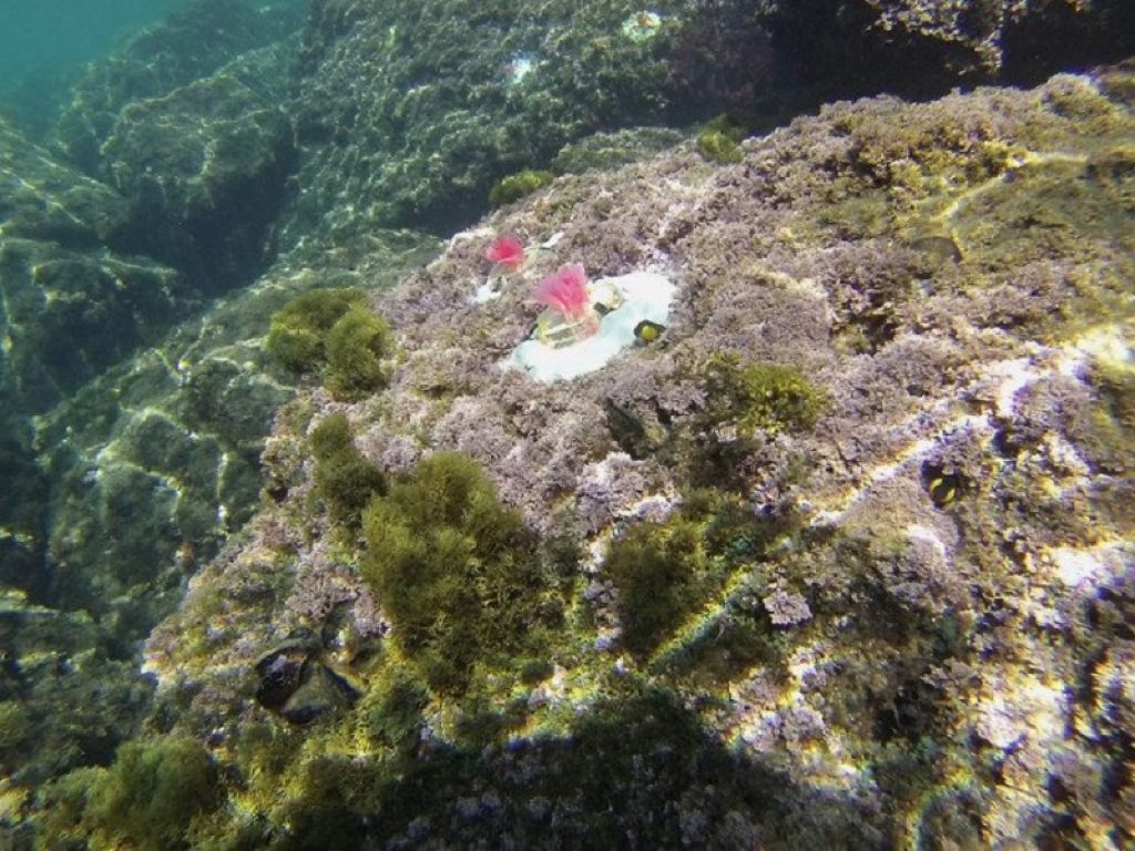 alghe artificiali tirreno mare enea