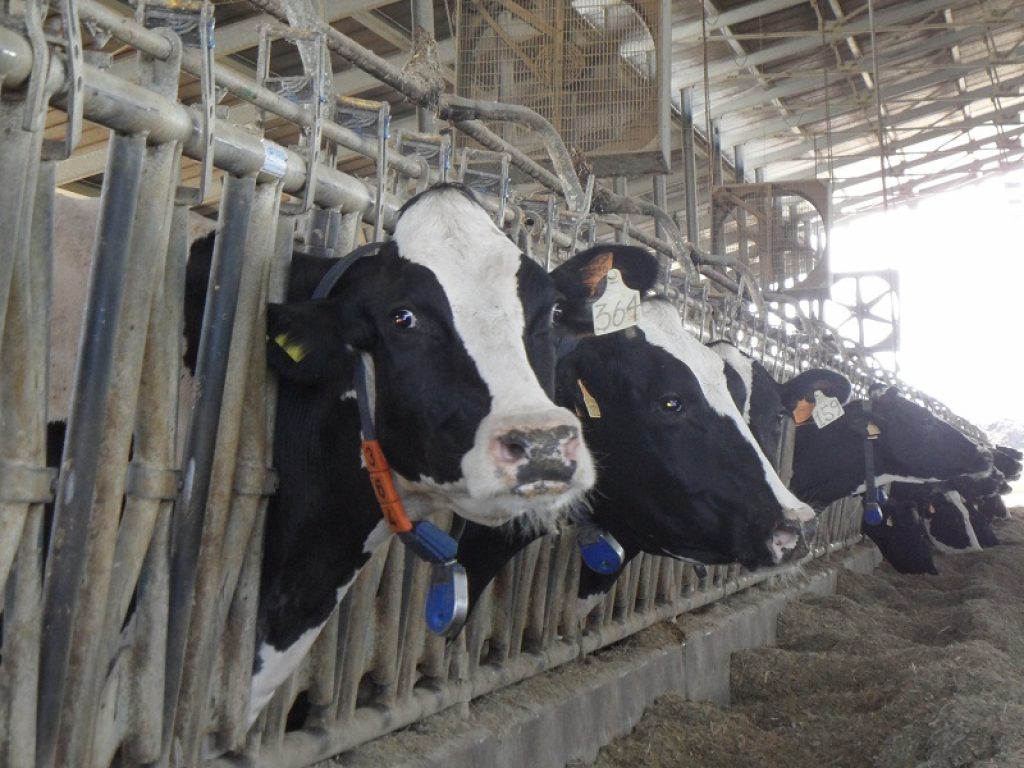 Ricomincia la battaglia sul prezzo del latte pagato dall’industria agli allevatori italiani. Il Codacons ha presentato un esposto all’Antitrust contro Italatte
