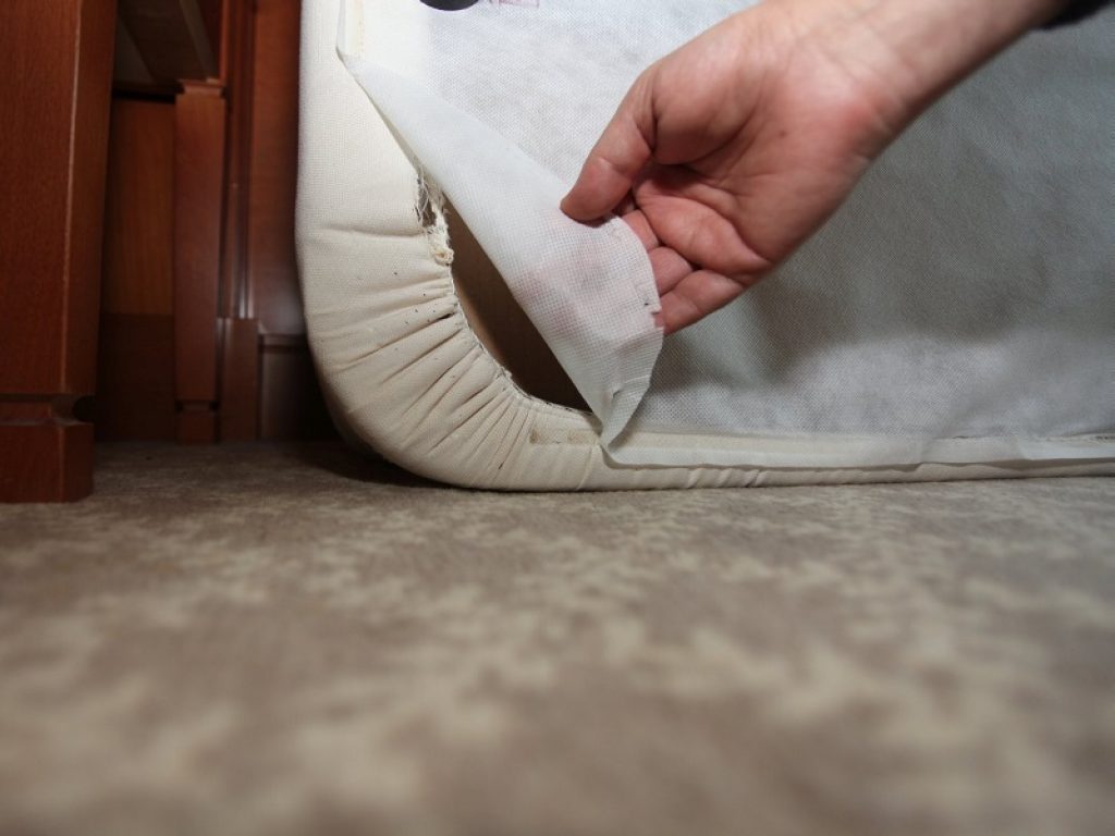 cimici dei letti vacanza come difendersi