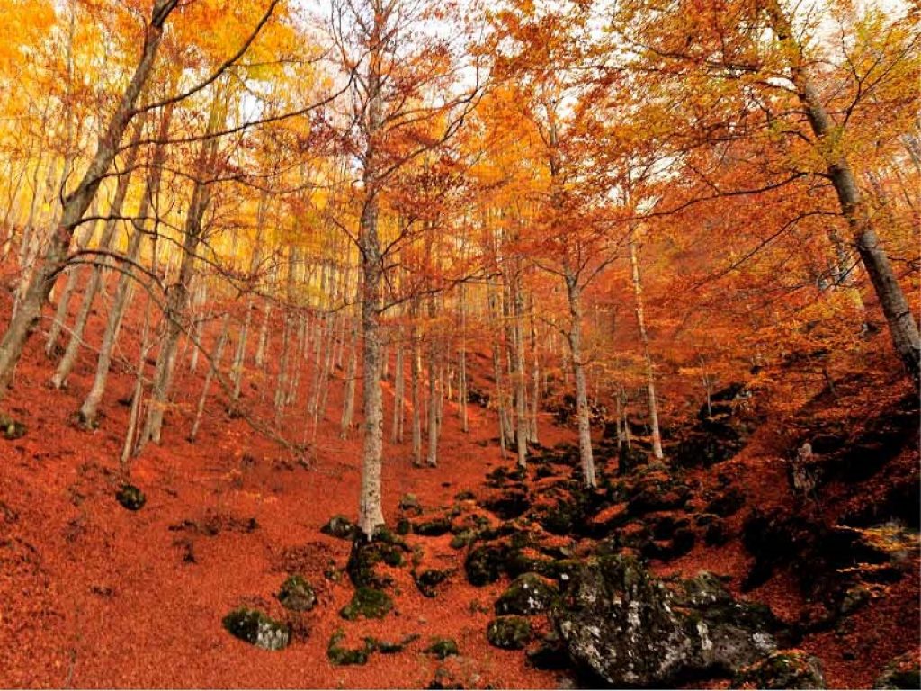 Dall'Unesco primo parere favorevole all'ingresso di nuove faggete italiane nel Patrimonio Mondiale Naturale: ora si attende la valutazione del Comitato