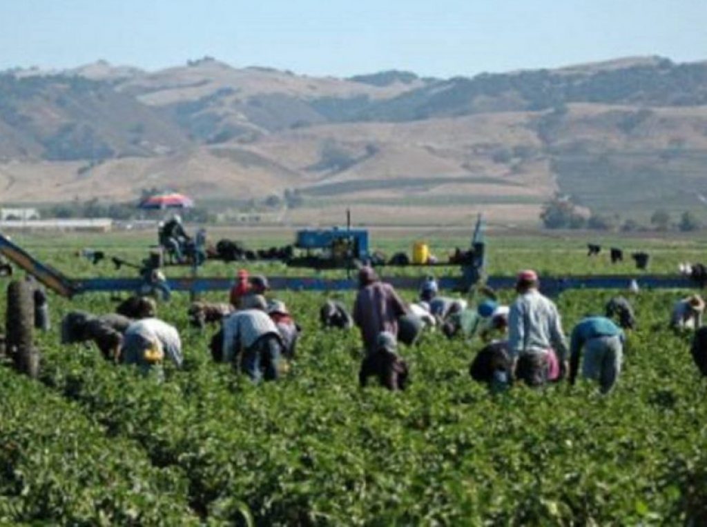 Lotta al caporalato: presentata una proposta di riflessione per aumentare i diritti dei migranti sfruttati nei nostri campi