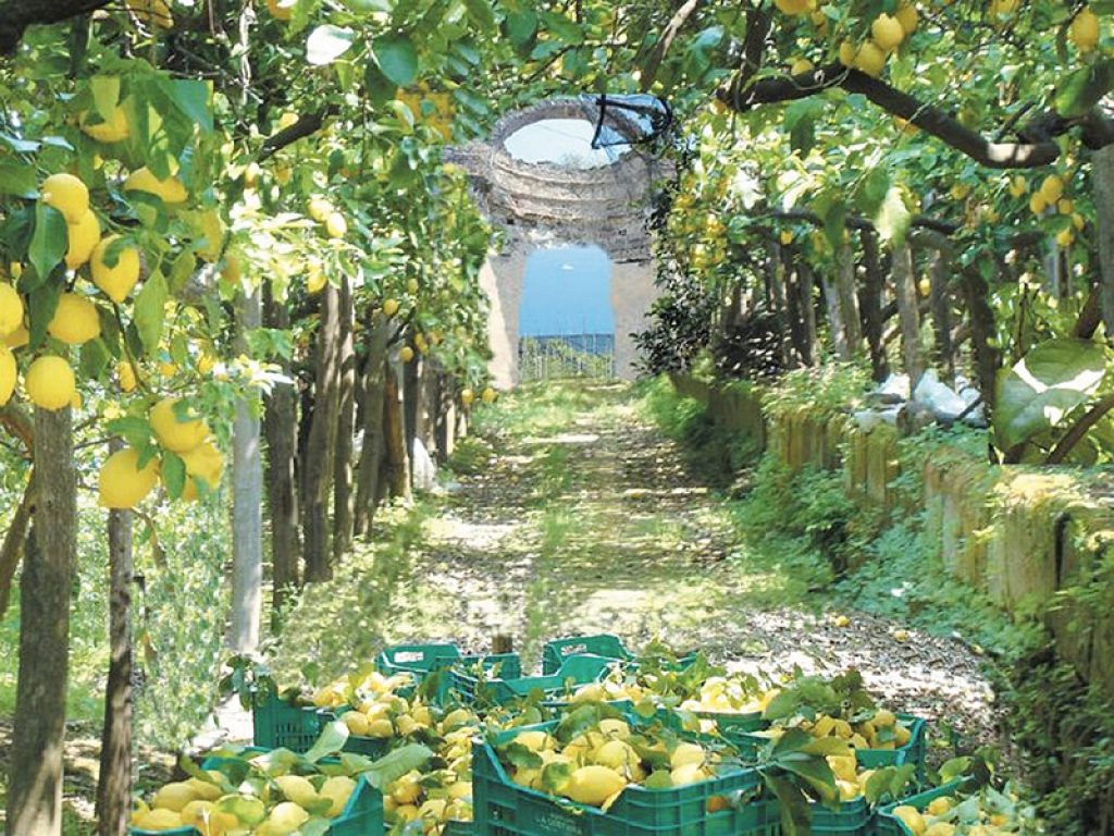 agrumeti caratteristici decreto