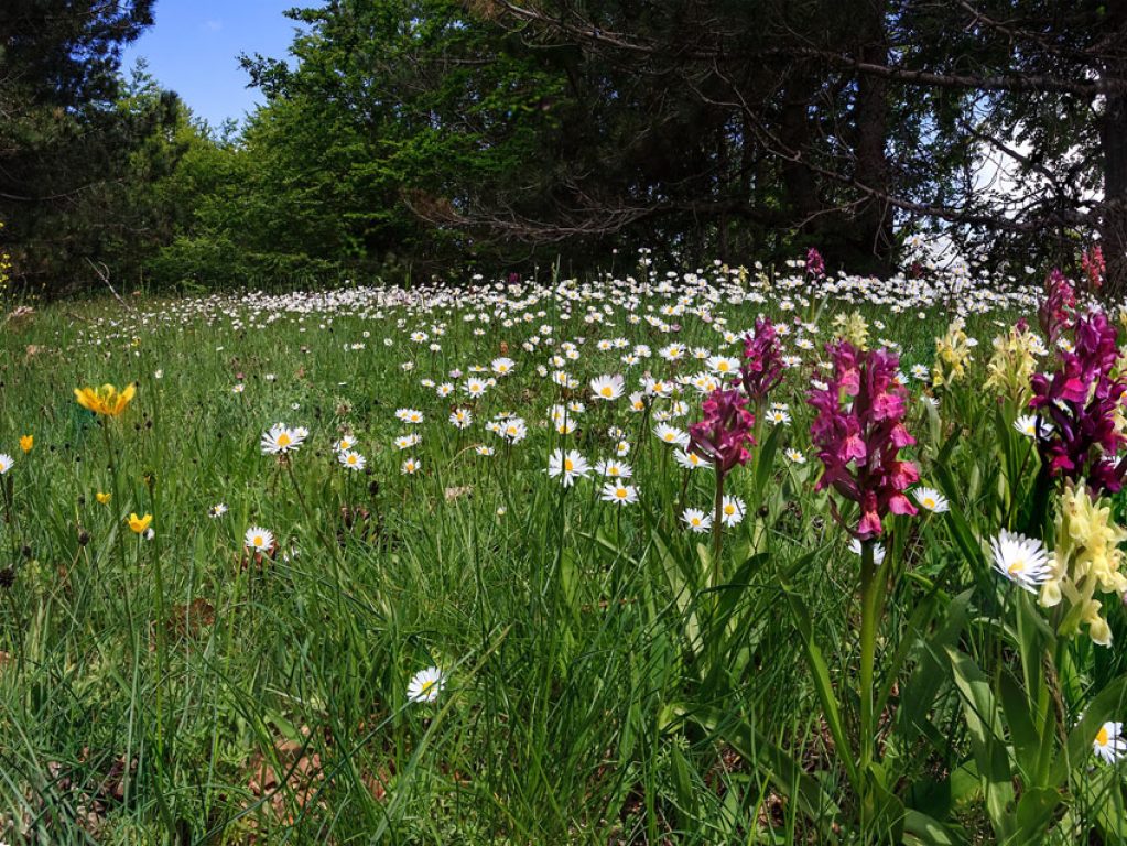 Aria più pulita in Italia: nelle zone più inquinate la frequenza dei giorni con visibilità sopra i 10 o i 20 km è più che raddoppiata negli ultimi 40 anni