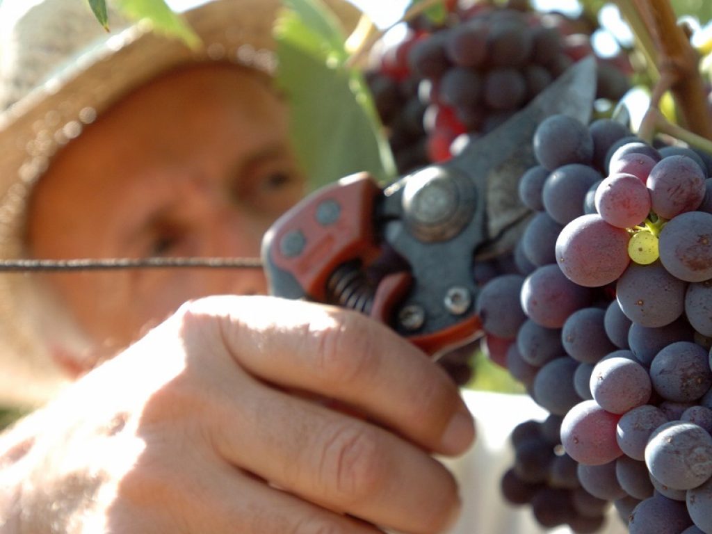 Campagna vitivinicola 2022-2023: è stato pubblicato sul sito del Ministero delle Politiche Agricole Alimentari e Forestali il Vademecum vendemmiale dell'ICQRF