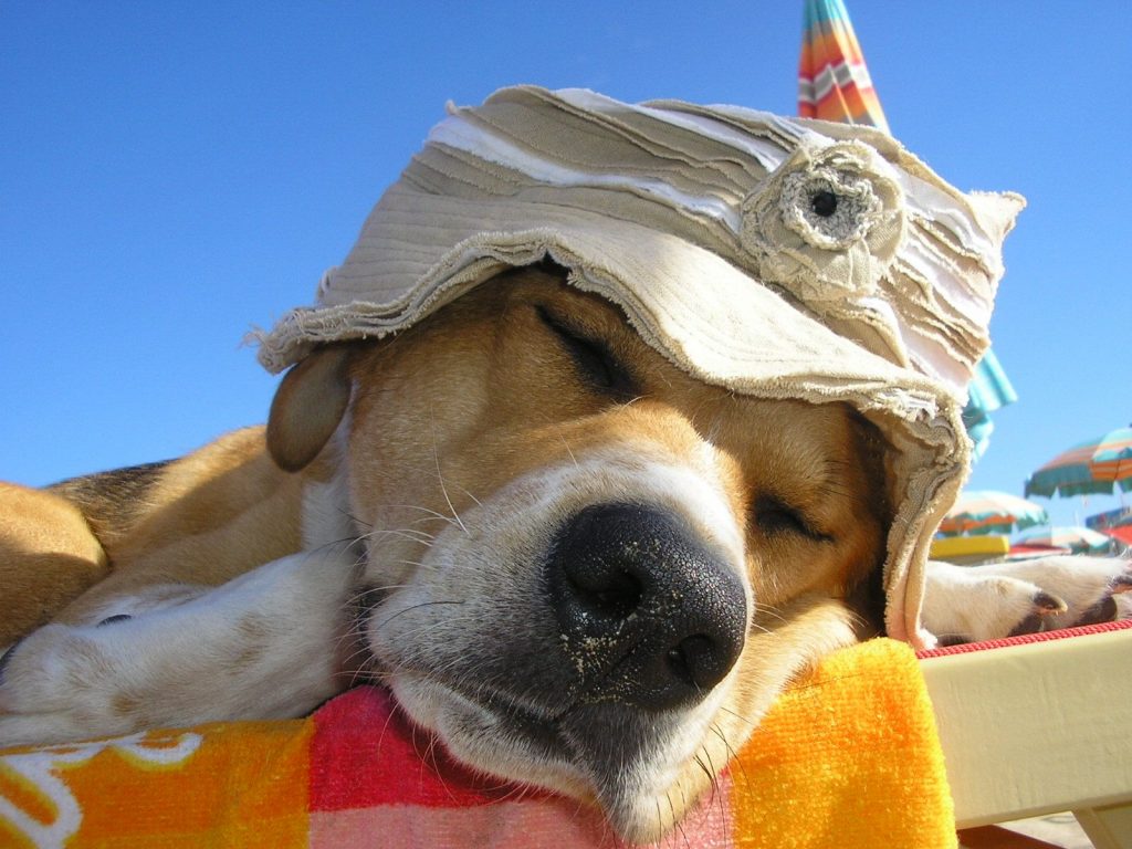 animali caldo record