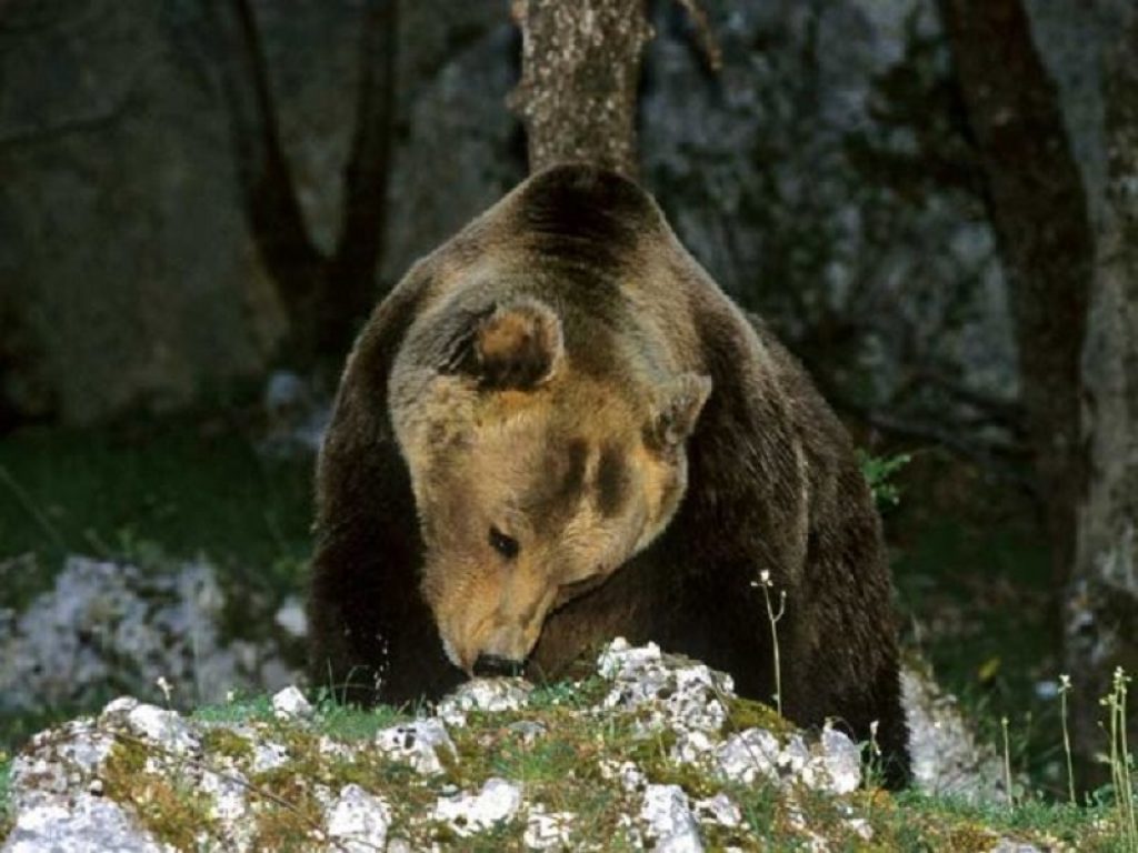 orsa dentro casa parco nazionale abruzzo
