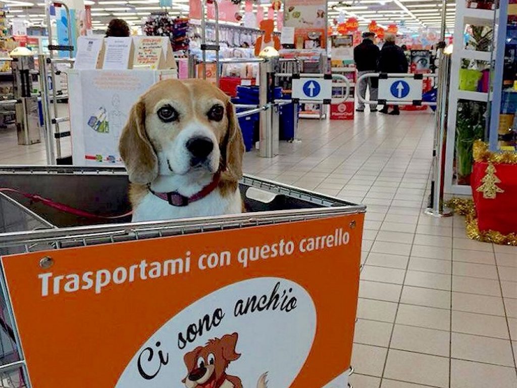animali domestici supermercato divieto ingresso