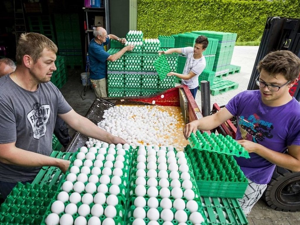 uova contaminate insetticida europa fipronil supermercati ritiro