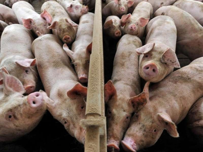 filiera suinicola biopig allevamento suini schivenoglia referendum