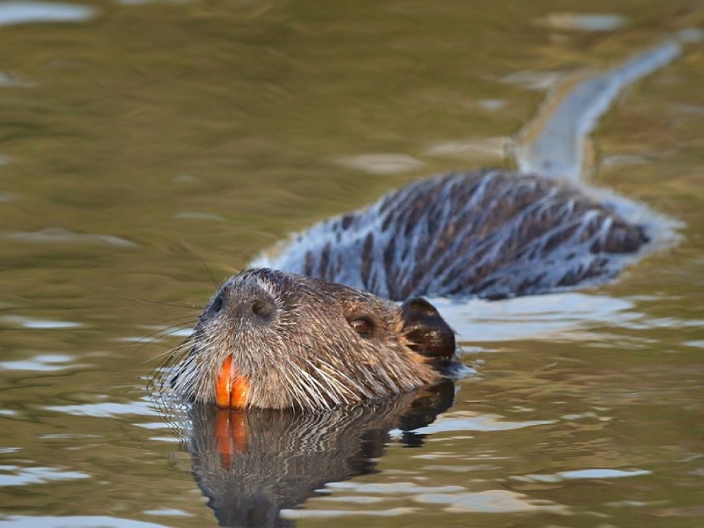 A Lambrate sterminata colonia di nutrie: l'Oipa scrive al sindaco di Milano e chiede l'immediata sospensione delle operazioni