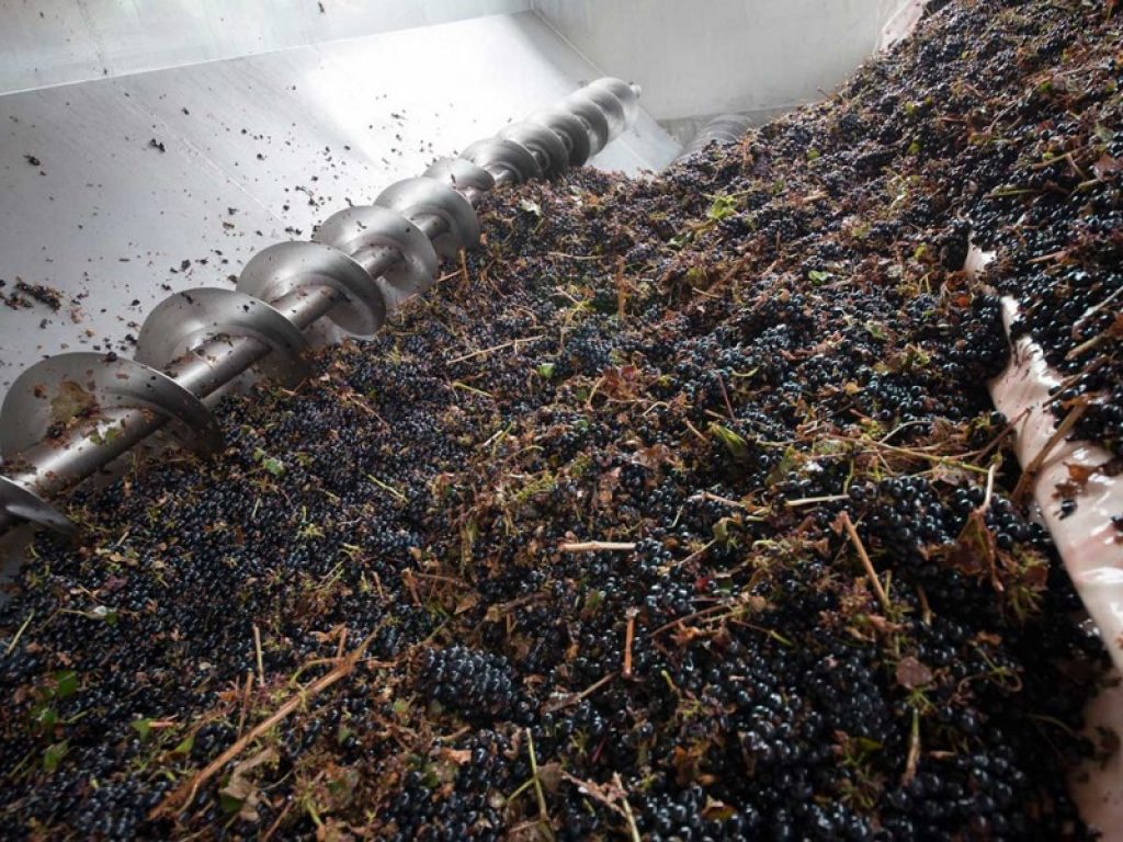 Incomincia la vendemmia: il Primitivo di Ardore contro i giganti. Manca poco per la vendemmia del primitivo, vitigno precoce,