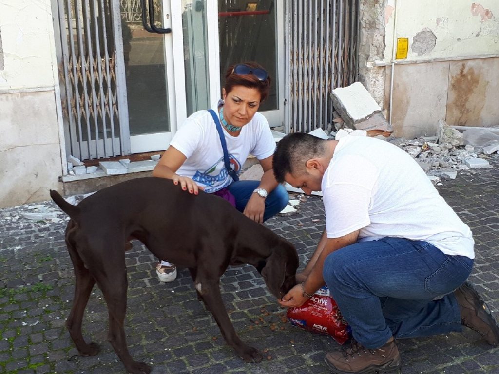 movimento animalista ischia animali terremoto