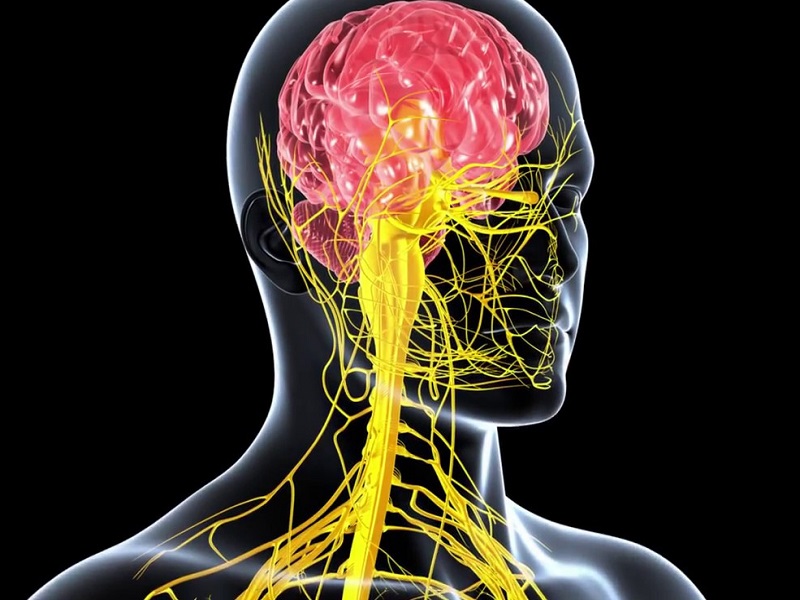 Gli antipertensivi che attraversano la barriera ematica-encefalica (BBB) sono associati a un inferiore calo della memoria rispetto ad altri farmaci per l'ipertensione