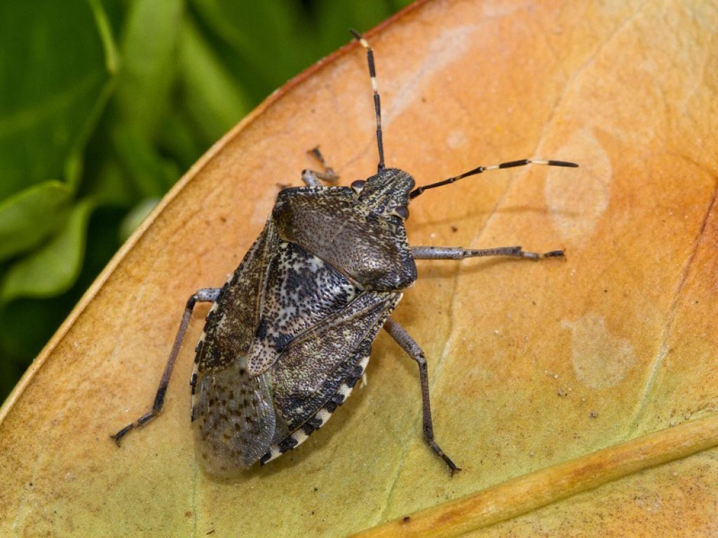 cimice marmorata asiatica agricoltura italia
