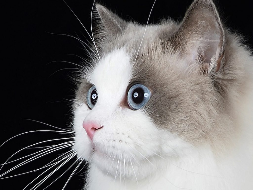 mostra internazionale felina pistoia gatti razze