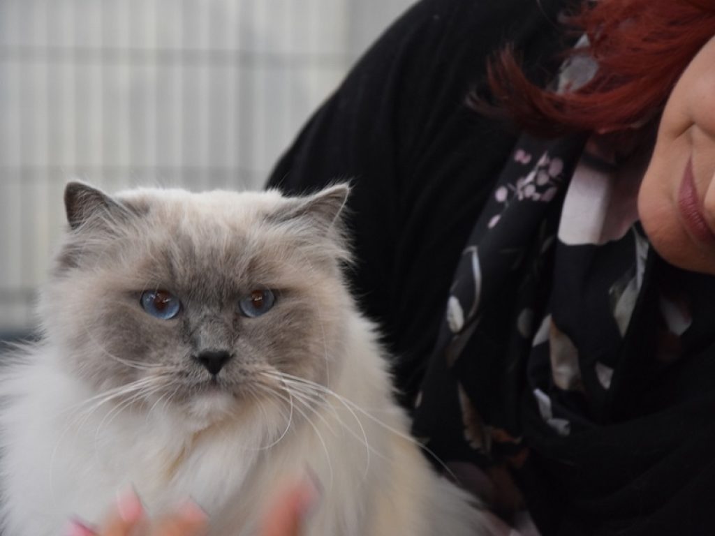 mostra gatti pistoia razze