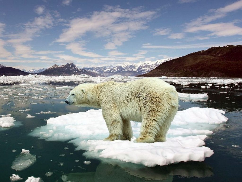 Il WWF ha deciso di creare il Climate Crisis Fund. Un grande fondo nato per contrastare la crisi climatica con azioni concrete 