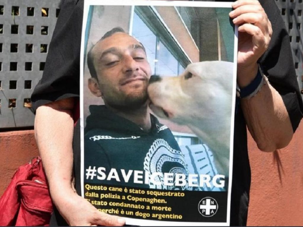 iceberg salva dogo argentino danimarca canile soppressione