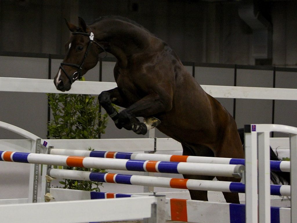 cavalli dopati scoperti carabinieri nas