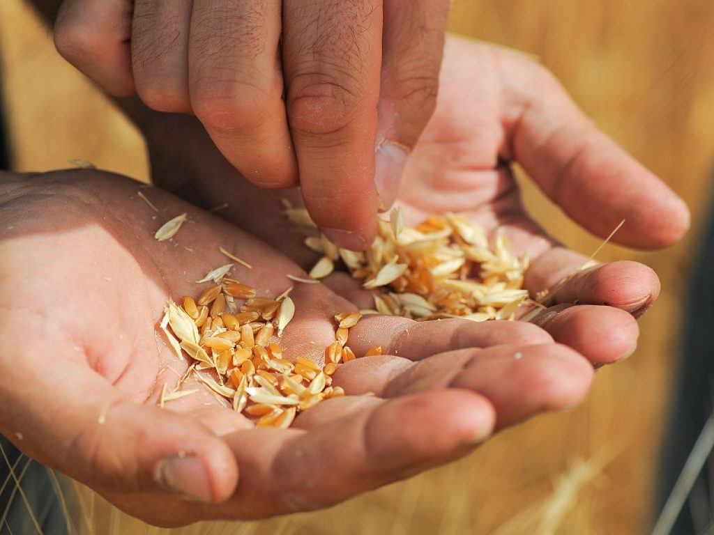 Allergia al grano, la desensibilizzazione orale alle proteine del frumento potrebbe essere di aiuto secondo uno studio statunitense