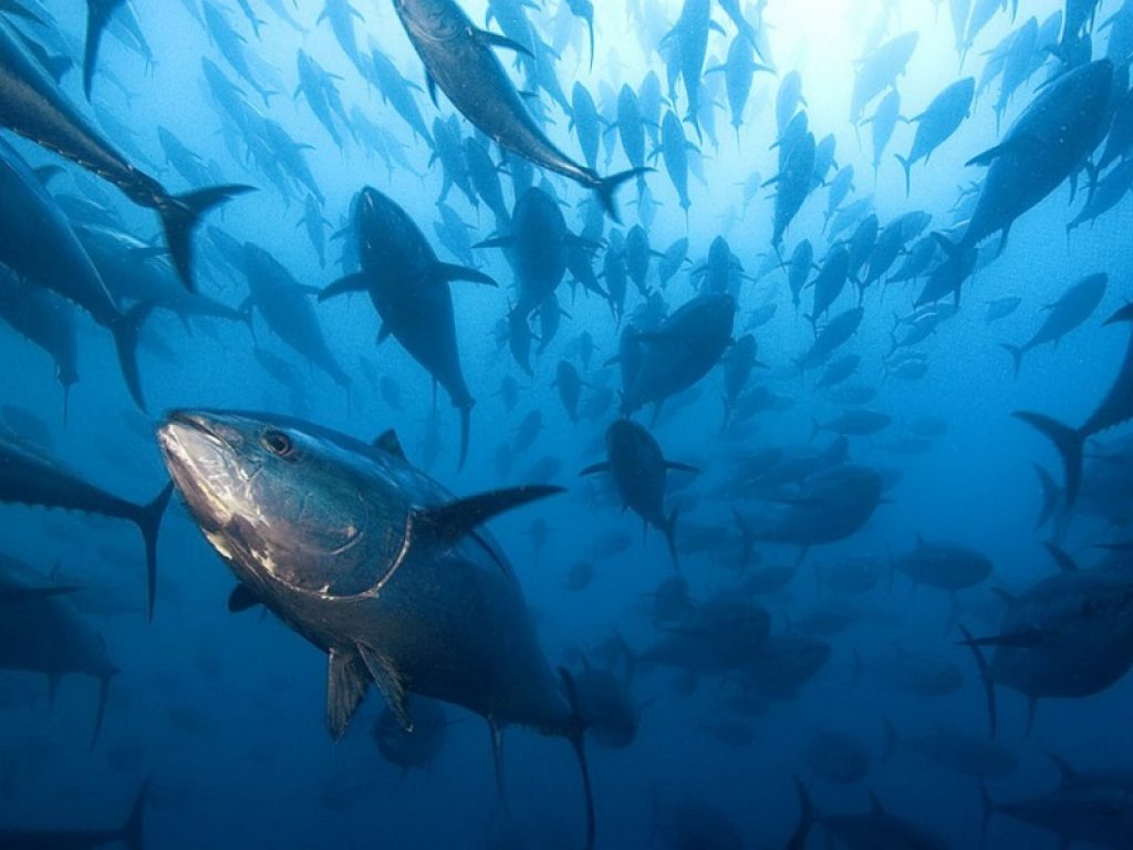 Pesca del tonno rosso dell'Atlantico: il WWF attacca il Marine Stewardship Council che vorrebbe concedere la certificazione di sostenibilità