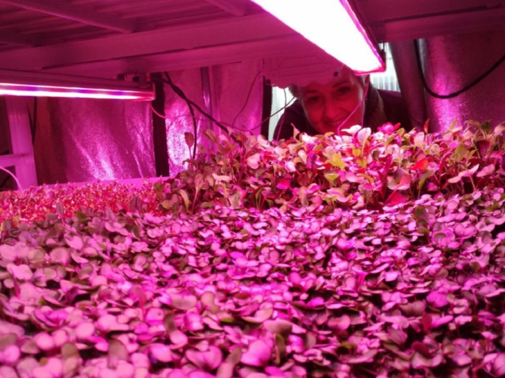 Il primo micro-orto in orbita, per coltivare verdure nello spazio a 6mila km dalla Terra, è made in Italy