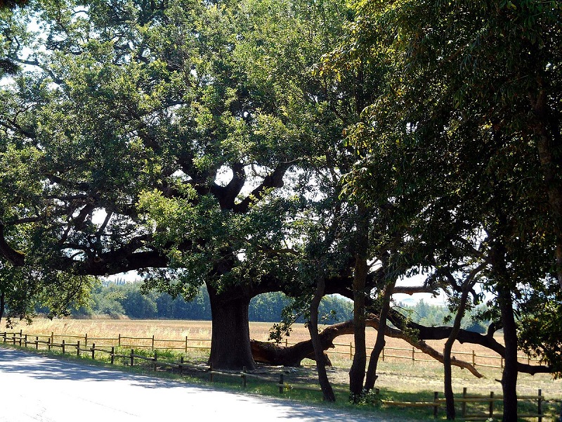 La Quercia delle Checche in Valdorcia è uno degli Alberi Monumentali d'Italia