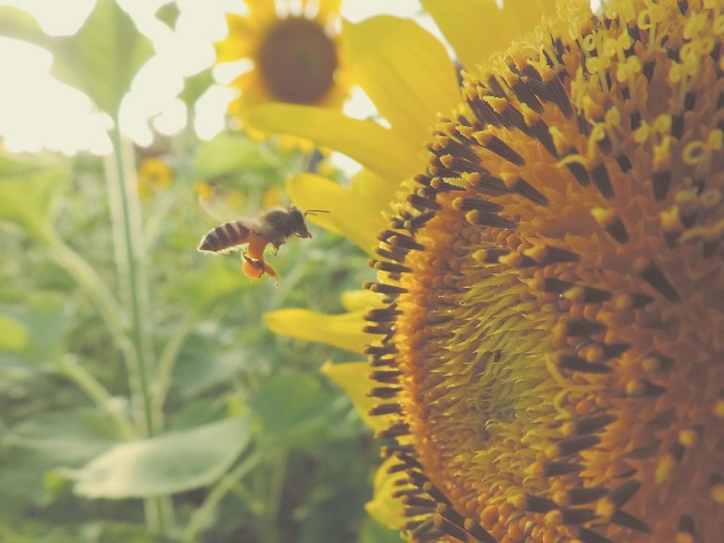 Negli ultimi cinque anni sono scomparsi 10 milioni di alveari nel mondo: la Cia Agricoltori Italiani lancia l'allarme per le api, sempre più a rischio
