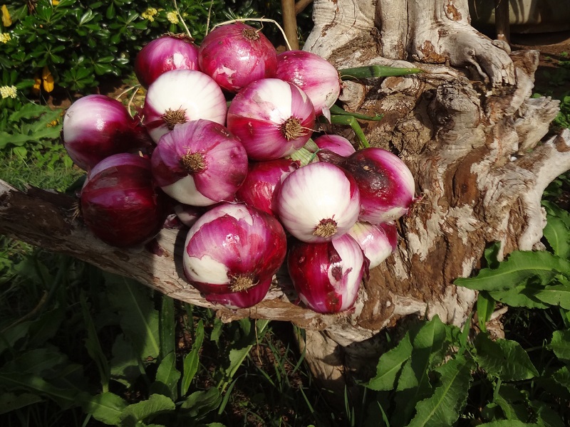 La Cipolla Rossa di Tropea conquista per la sua croccantezza e la sua piccantezza