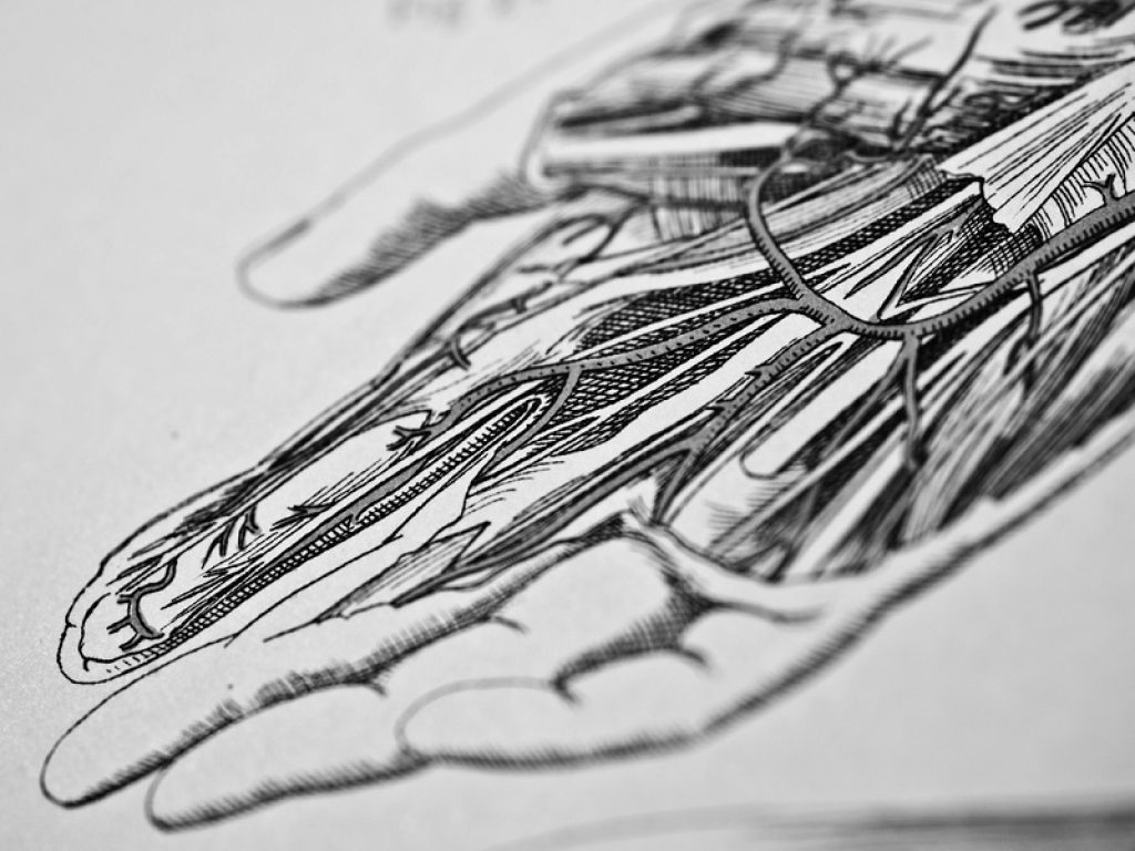 L’Associazione Italiana Macrodattilia e PROS lavora per sensibilizzare in merito a queste rare malattie genetiche: ecco come